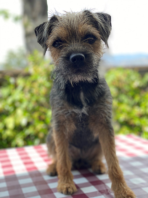 Penchrise Border Terriers